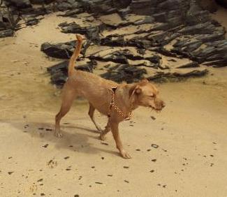 Sandy